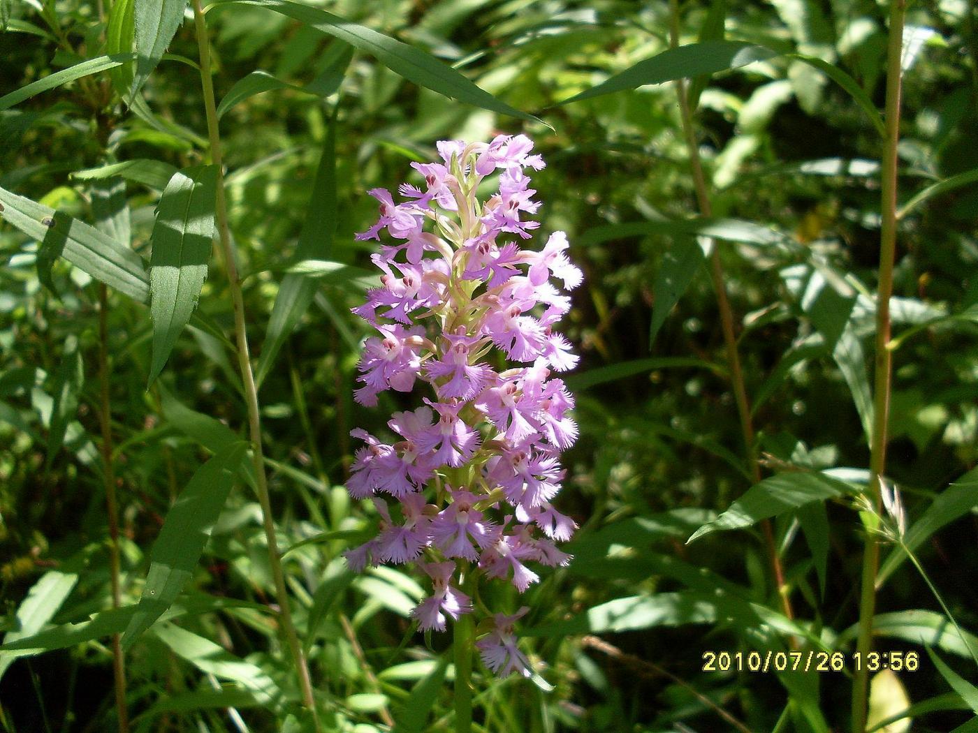 Image of genus Platanthera specimen.