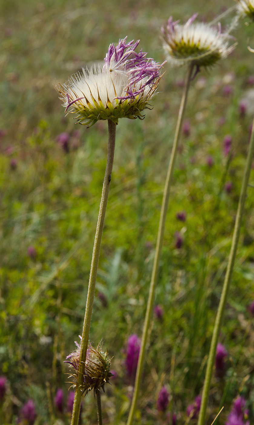 Image of Jurinea ledebourii specimen.