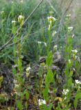 Arabis auriculata. Верхушки цветущих и плодоносящих растений. Ростовская обл., Октябрьский р-н, дол. р. Аюта, окр. хут. Красный, верхняя часть берега пруда Терновый Яр, степь. 18.04.2026.