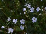 семейство Caryophyllaceae