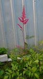 genus Astilbe. Цветущее растение. Московская обл., г. Подольск, СНТ, у забора частного участка. 22.07.2026.