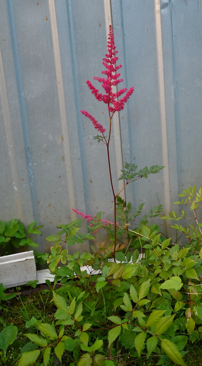 Image of genus Astilbe specimen.