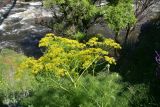 Foeniculum vulgare. Верхушка цветущего растения. Грузия, край Самцхе-Джавахети, Аспиндзский муниципалитет, окр. с. Тмогви, прав. берег р. Кура напротив моста, 10 м от воды. 10 июня 2026 г.