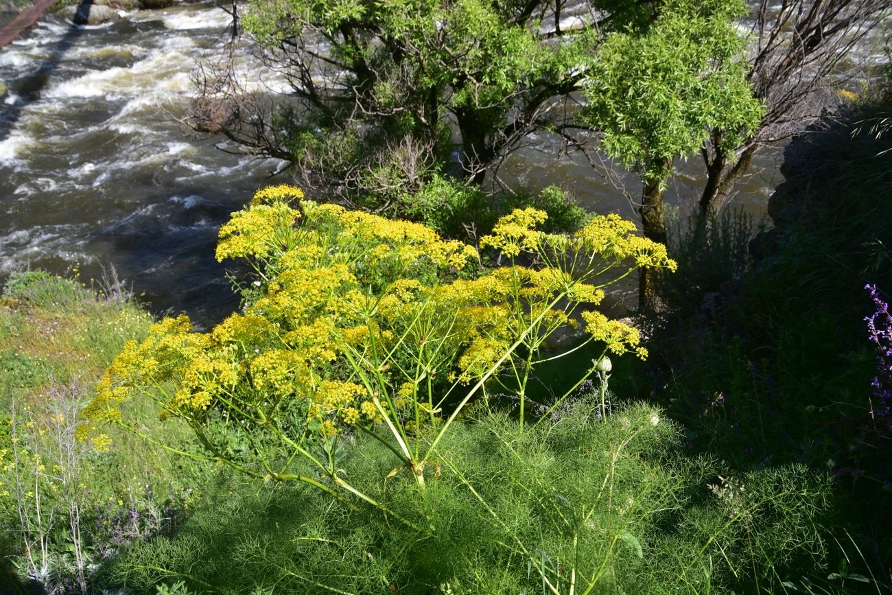 Image of Foeniculum vulgare specimen.