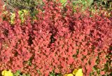 genus Berberis