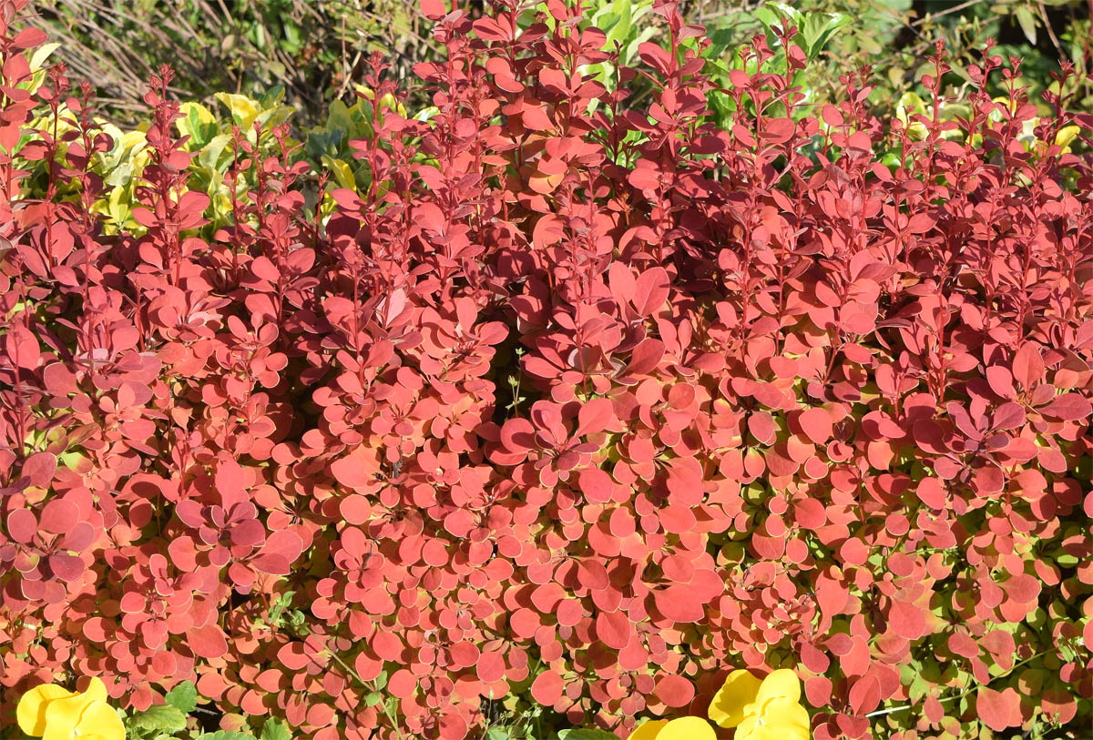 Изображение особи род Berberis.