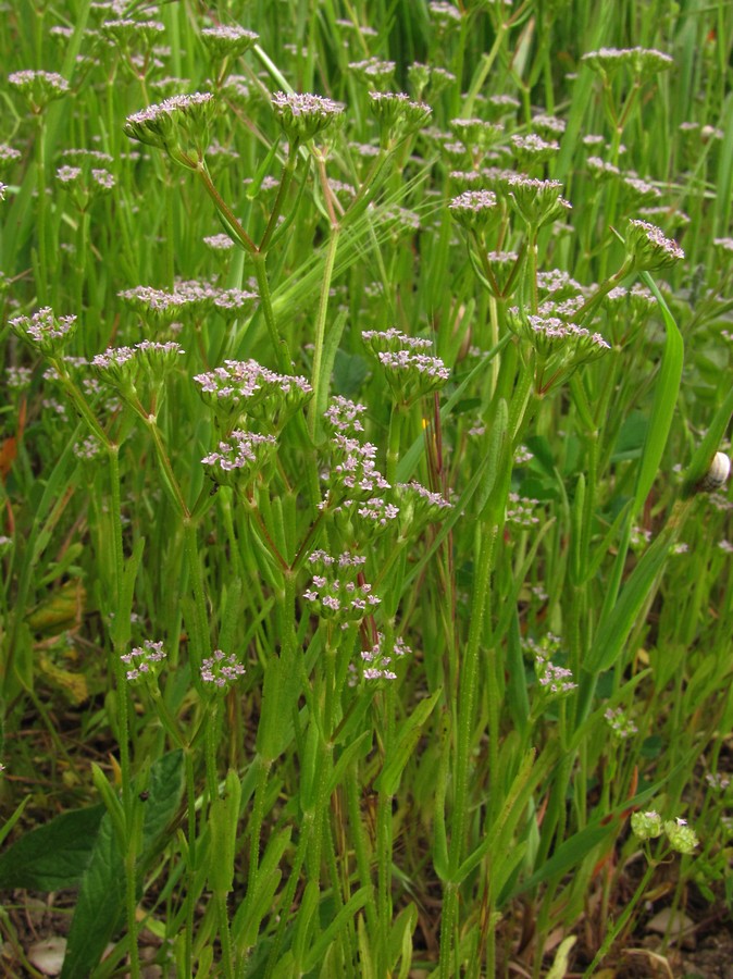 Image of Valerianella pumila specimen.