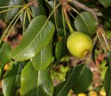 Pyrus zangezura. Часть ветки с листьями и плодом. Санкт-Петербург, парк Ботанического сада БИН РАН, в культуре. 09.08.2026.