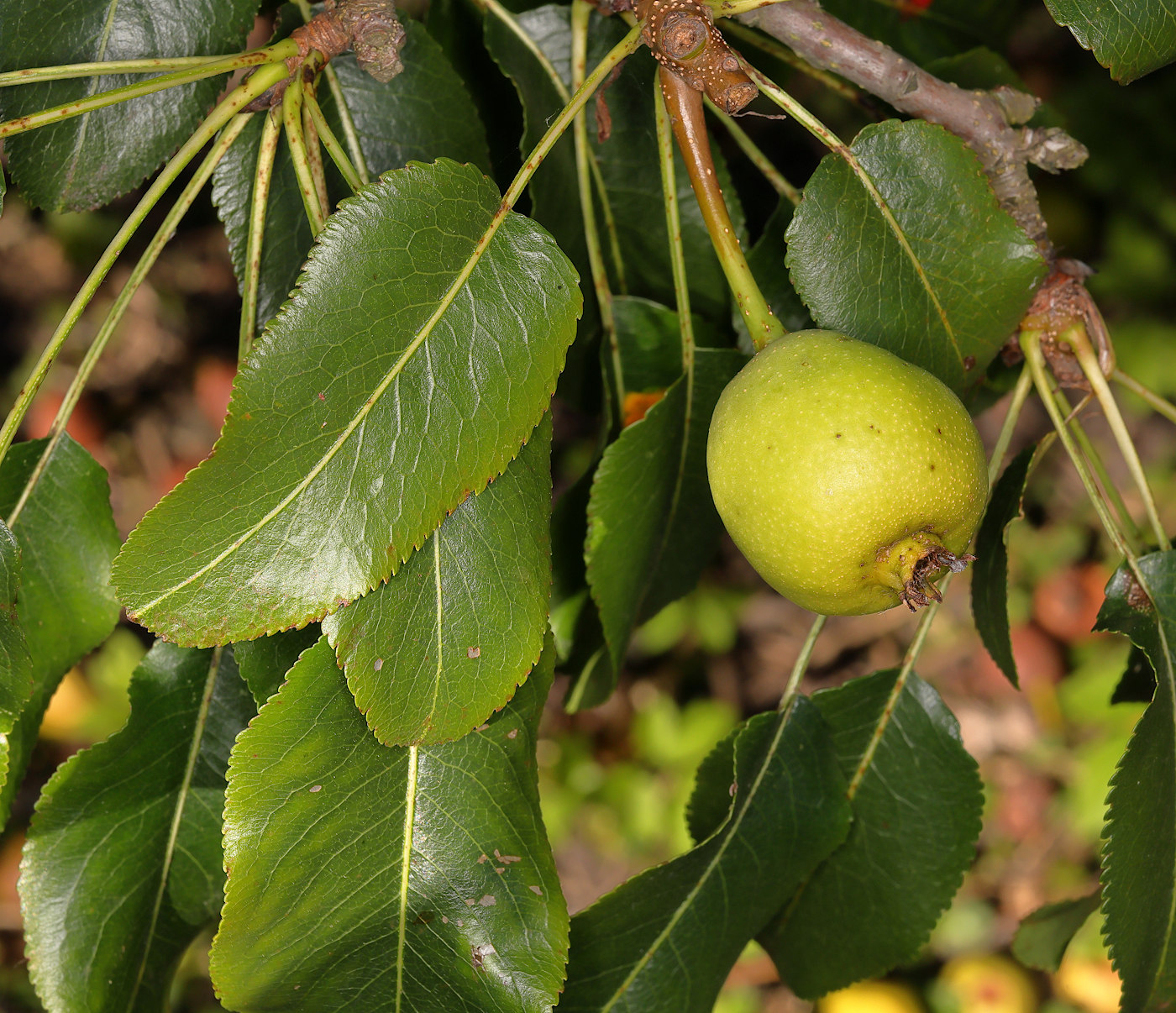 Изображение особи Pyrus zangezura.