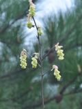 род Corylopsis. Верхушка веточки с соцветиями. Китай, пров. Хунань, городской округ Чжанцзяцзе, национальный парк Чжанцзяцзе, на скале. 30.03.2015.