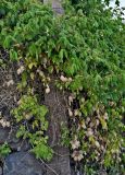 Cardiospermum grandiflorum. Побеги цветущих и плодоносящих растений. Португалия, о-в Мадейра, г. Фуншал, на каменной стене. 09.06.2026.