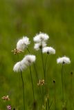 Eriophorum vaginatum. Верхушки плодоносящих растений. Карачаево-Черкесия, Карачаевский р-н, дол. р. Джалпакол, ≈2700 м н.у.м., заболоченный луг. 11.08.2026.