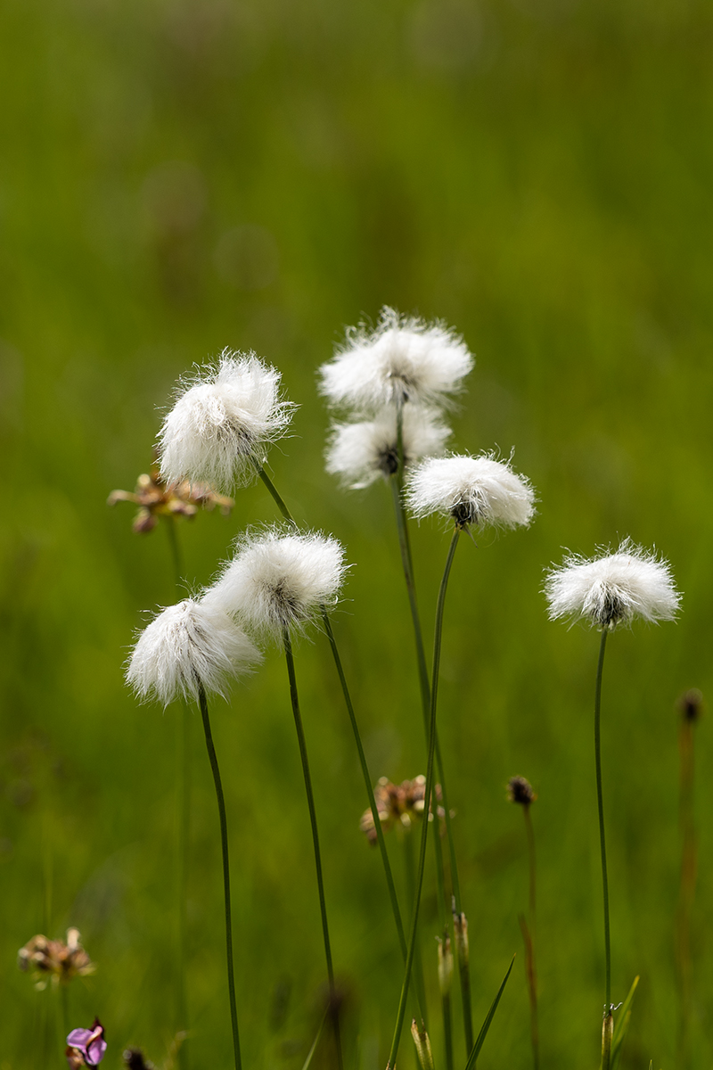 Image of Eriophorum vaginatum specimen.