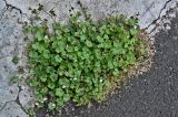 Cymbalaria muralis. Цветущее растение. Португалия, о-в Мадейра, г. Фуншал, у дороги. 09.06.2026.