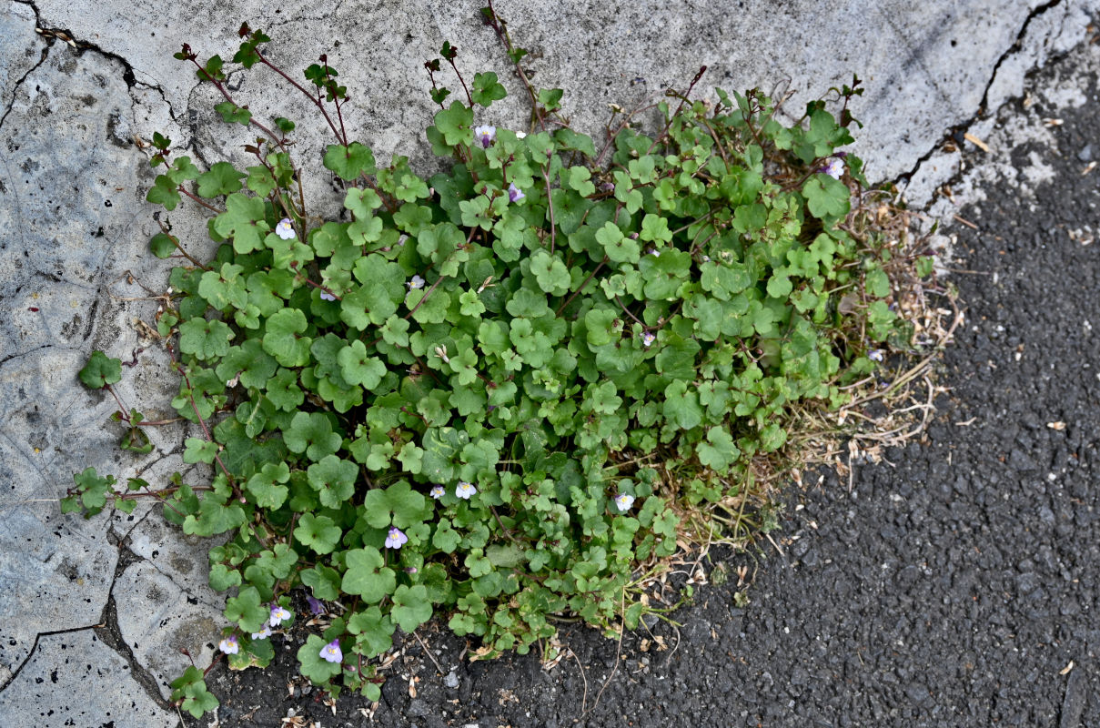 Image of Cymbalaria muralis specimen.