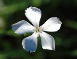 Dianthus elongatus