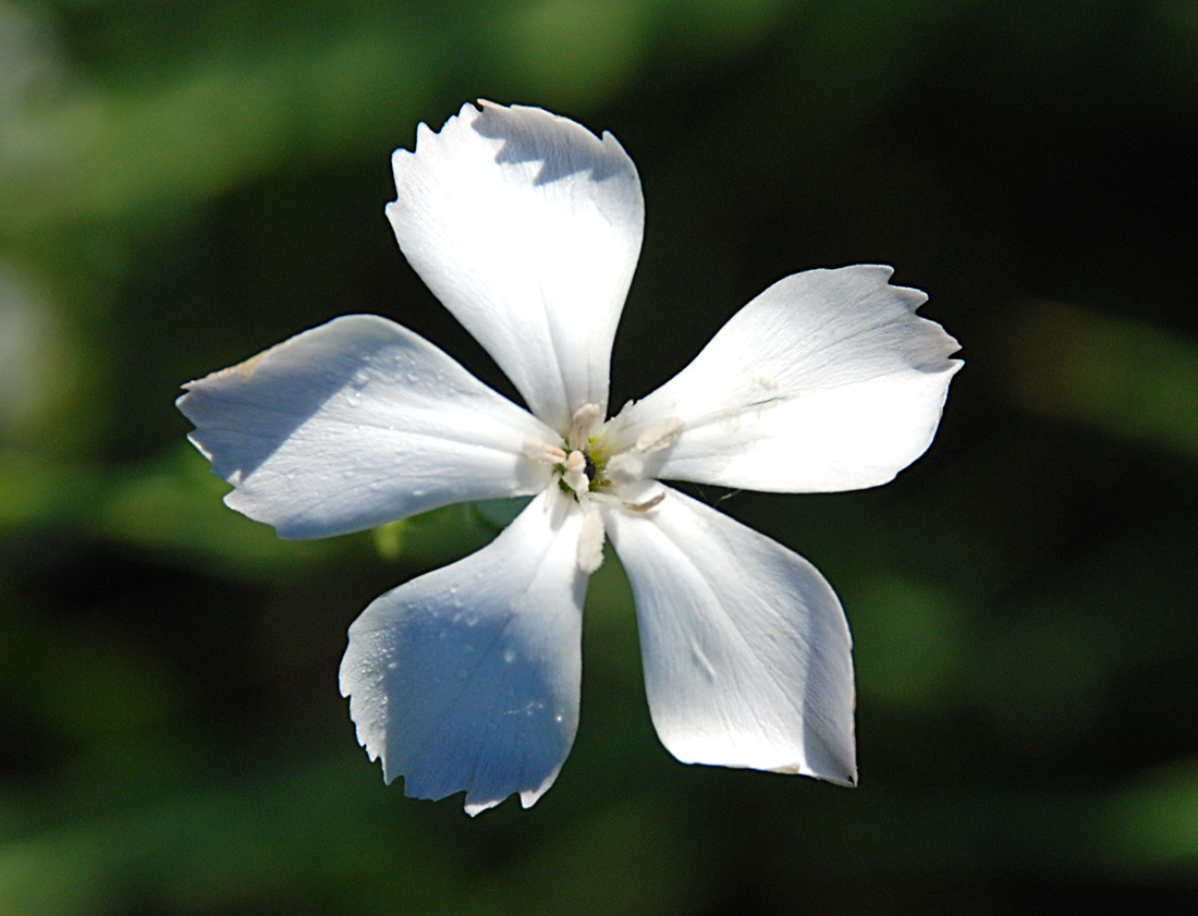 Изображение особи Dianthus elongatus.