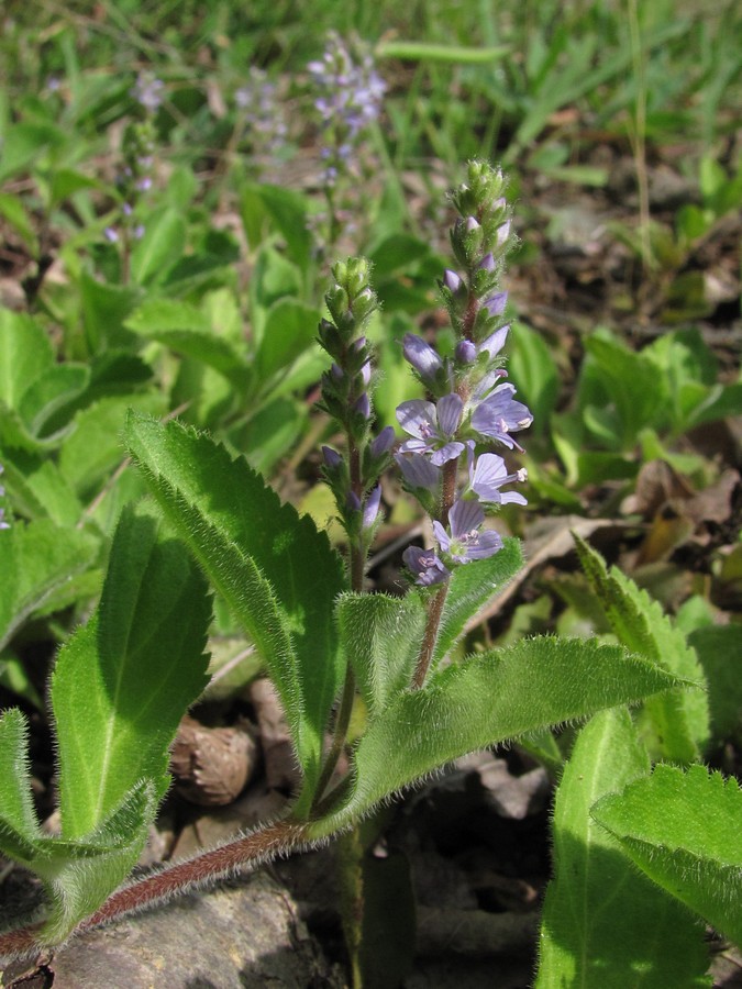 Изображение особи Veronica officinalis.