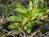 Primula longiscapa