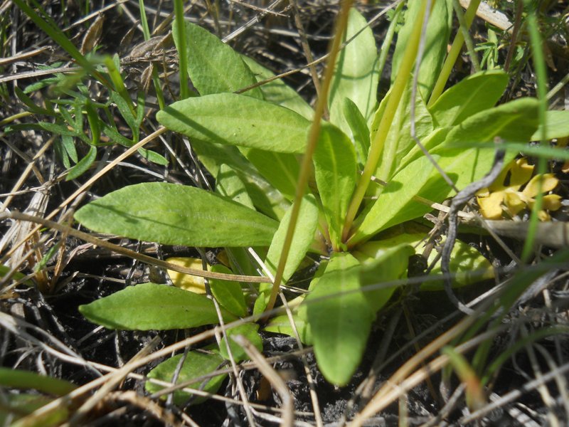 Image of Primula longiscapa specimen.