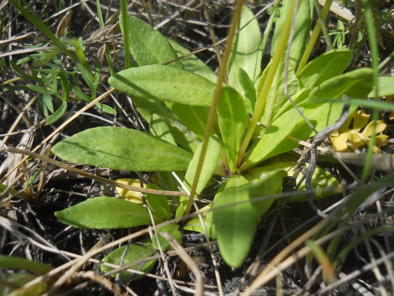 Изображение особи Primula longiscapa.