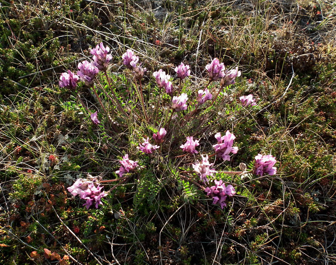 Image of Oxytropis sordida specimen.