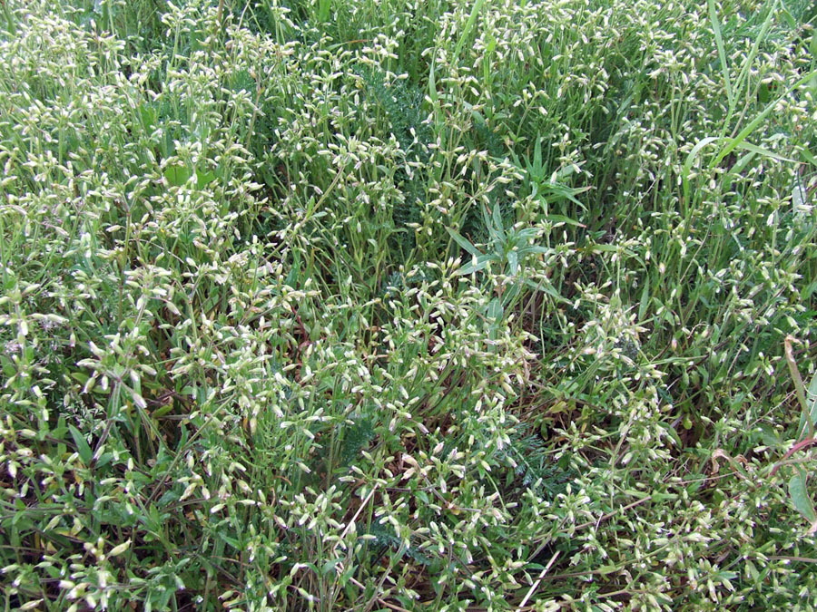 Image of genus Cerastium specimen.