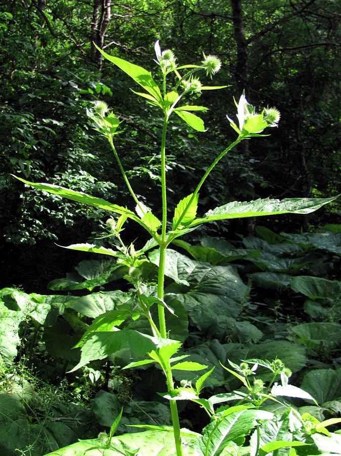 Image of Dipsacus pilosus specimen.