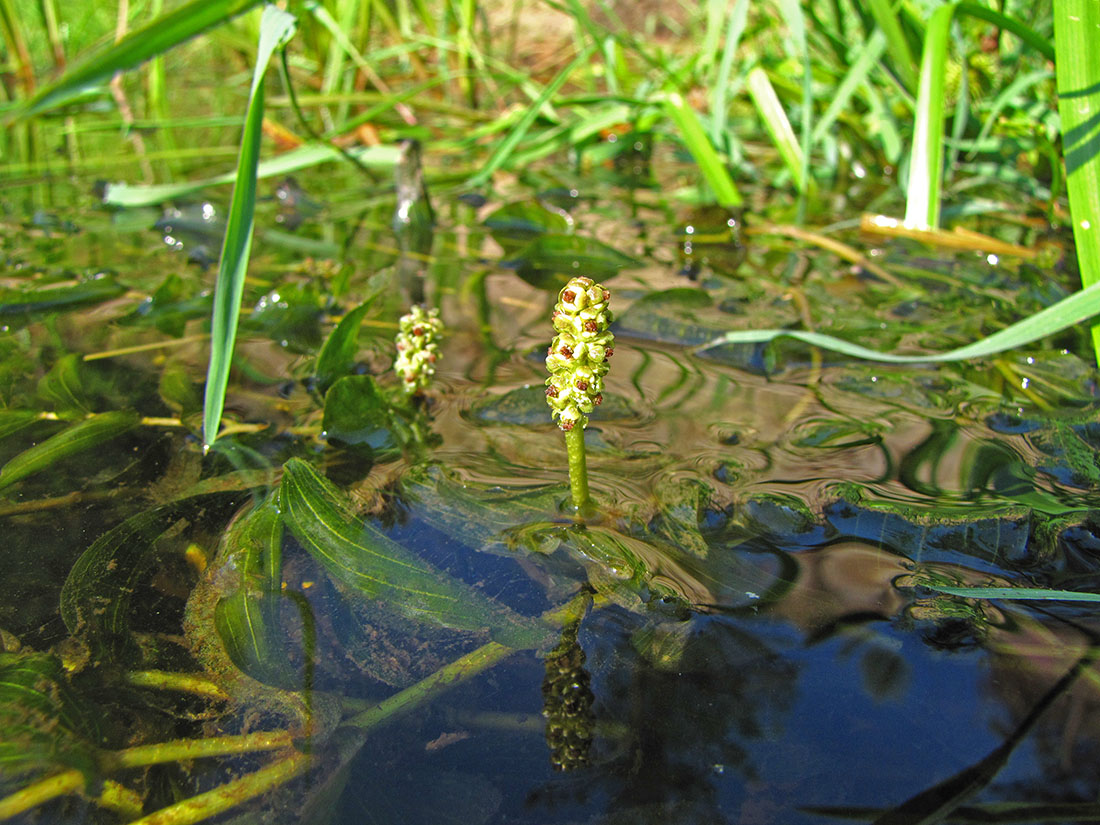 Изображение особи Potamogeton perfoliatus.