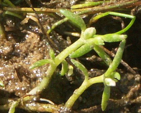 Image of Tillaea aquatica specimen.