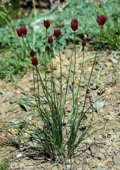 Image of Allium inconspicuum specimen.