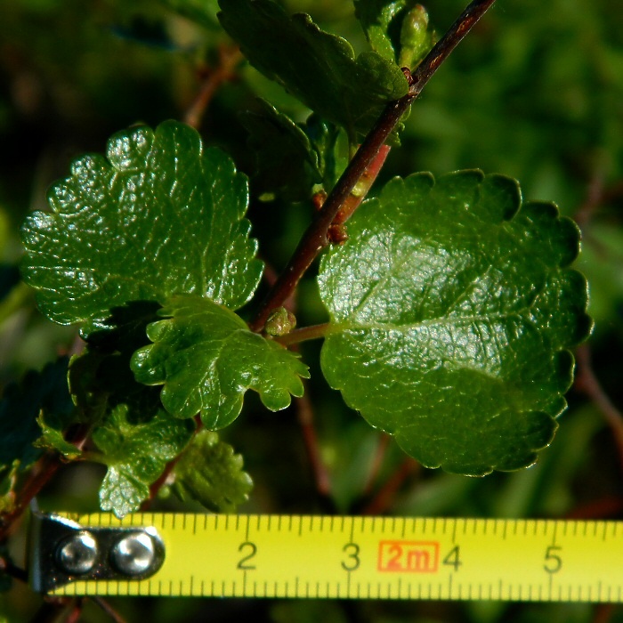 Image of genus Betula specimen.