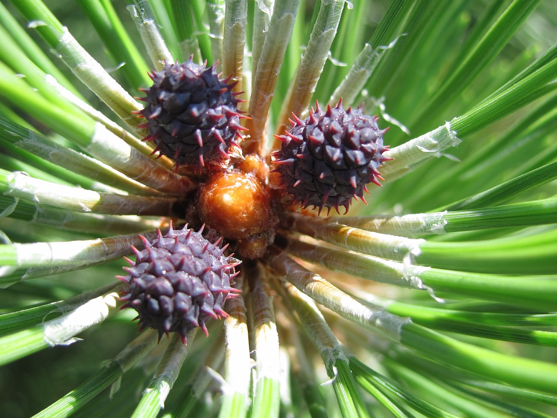Image of Pinus mugo specimen.