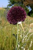 Allium atroviolaceum. Соцветие. Крым, Внешняя гряда, окр. ст. Сююрень. 24 июня 2009 г.