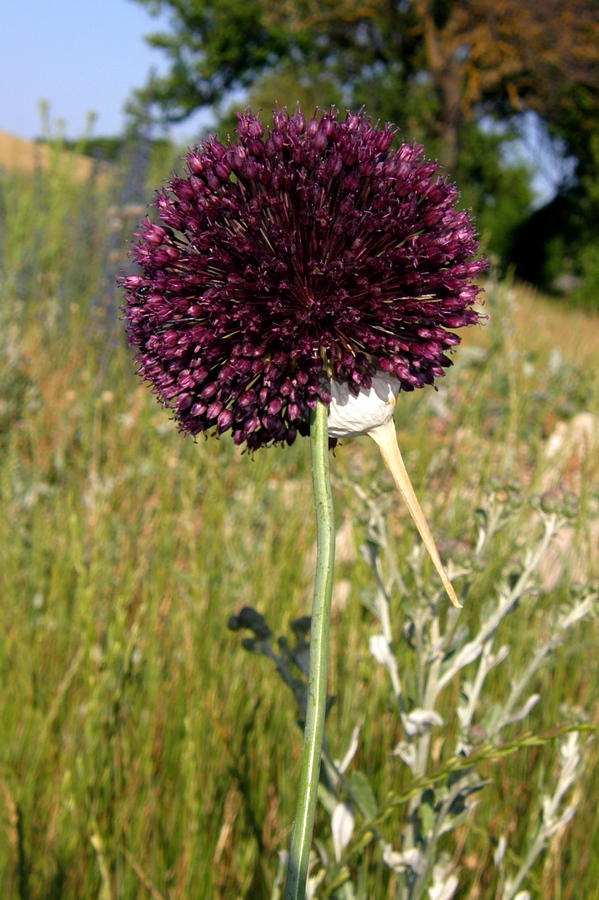 Image of Allium atroviolaceum specimen.