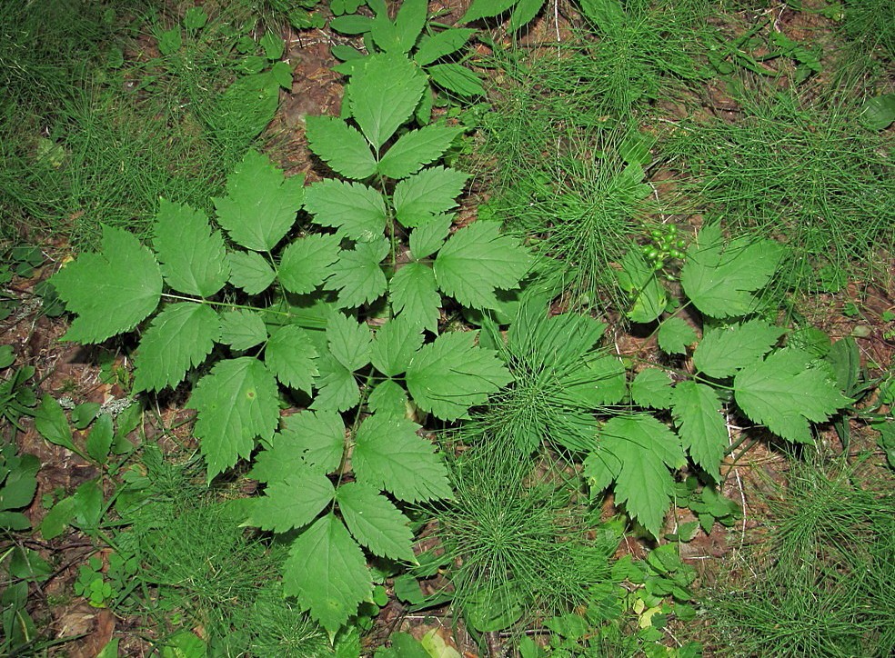 Изображение особи Actaea erythrocarpa.