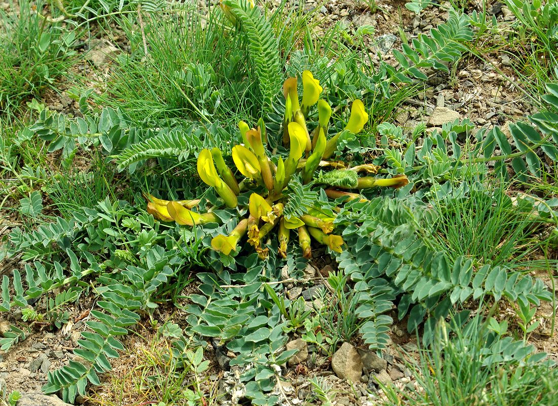 Image of Astragalus macronyx specimen.