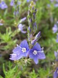 Veronica multifida