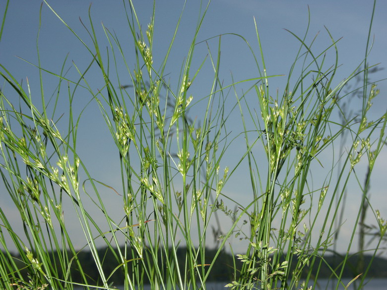 Изображение особи Juncus tenuis.