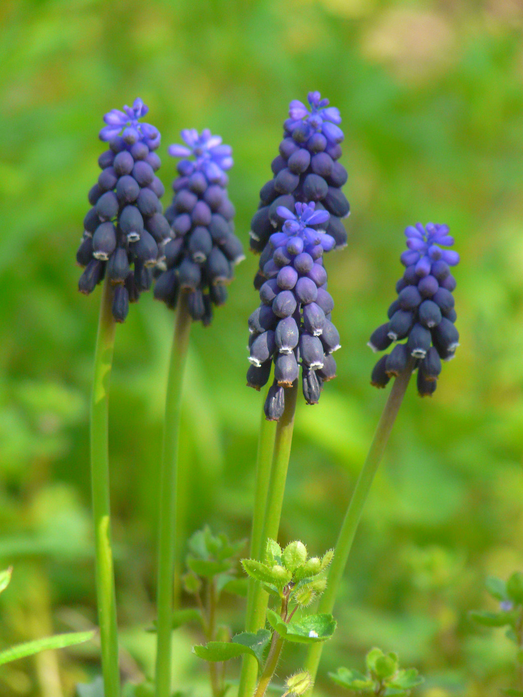 Image of Muscari neglectum specimen.