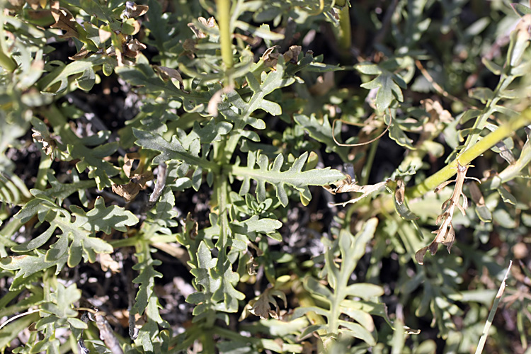 Image of Patrinia intermedia specimen.