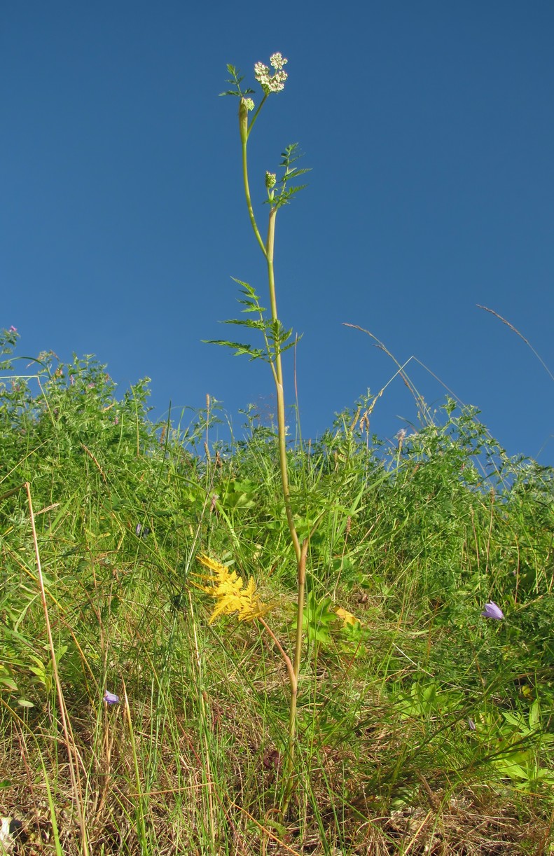 Image of Conioselinum tataricum specimen.