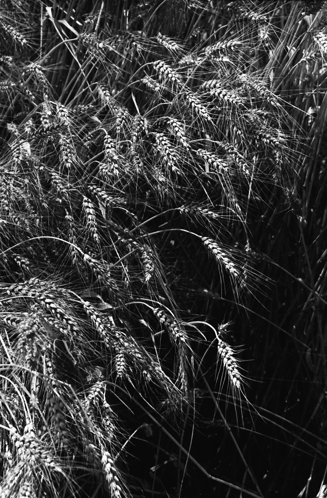 Image of genus Triticum specimen.