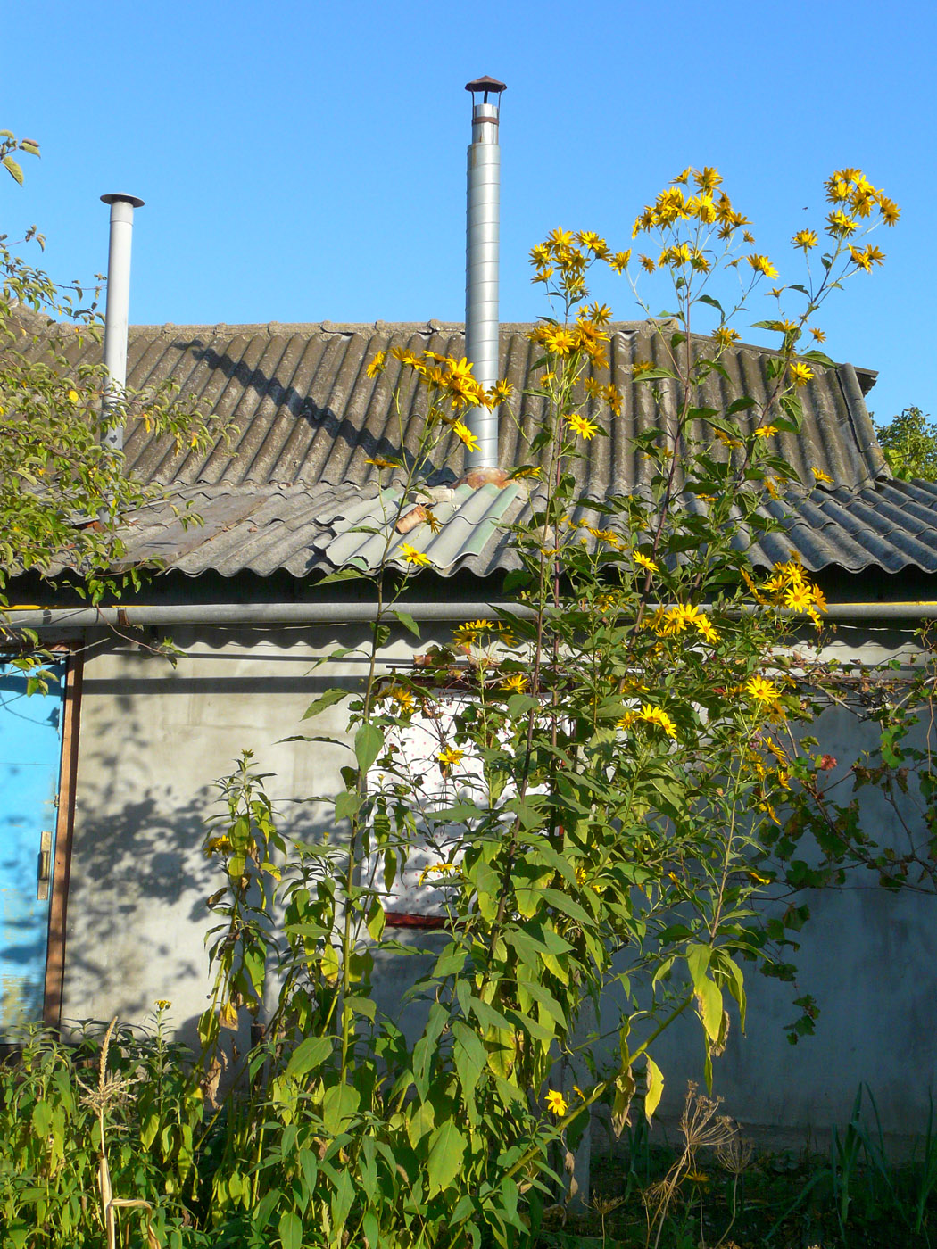 Image of Helianthus tuberosus specimen.