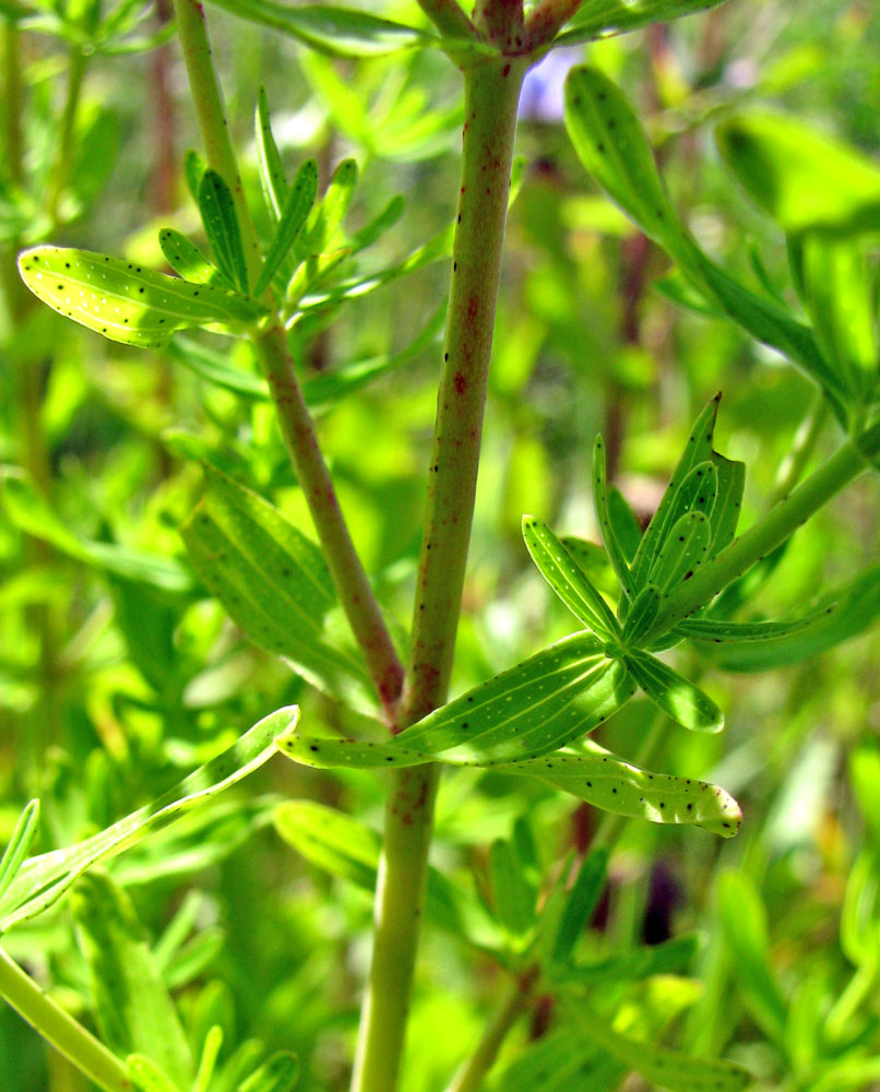 Image of Hypericum perforatum specimen.