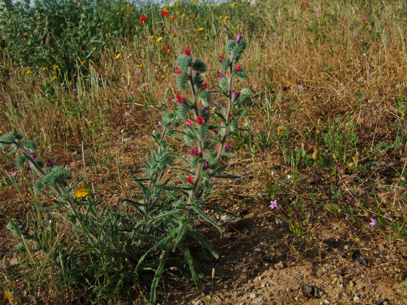 Изображение особи Echium angustifolium.