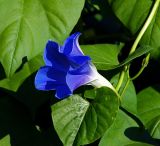 Ipomoea tricolor