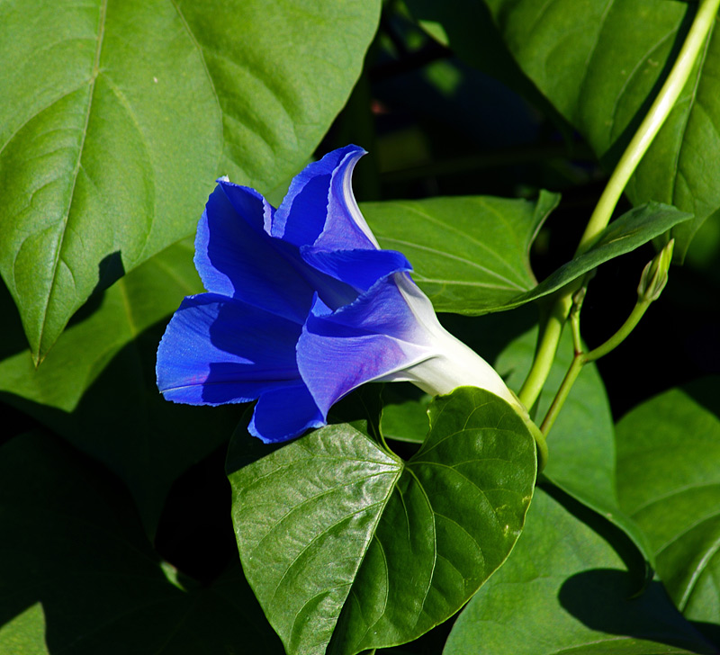 Изображение особи Ipomoea tricolor.