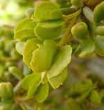 Tetraena dumosa