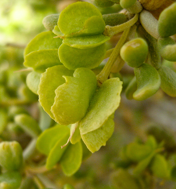 Изображение особи Tetraena dumosa.